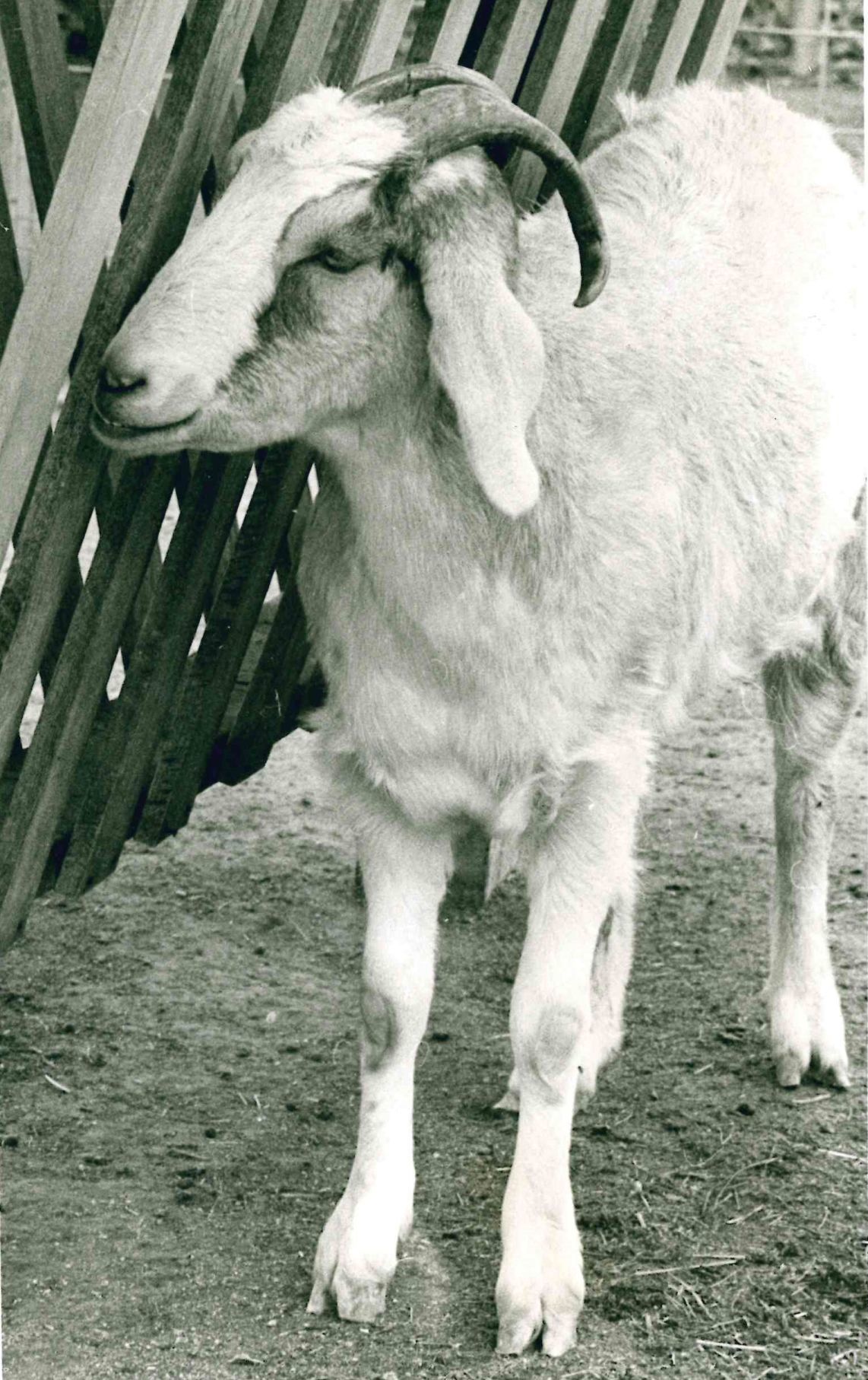 goats